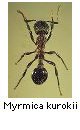 Myrmica kurokii