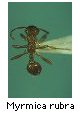 Myrmica rubra
