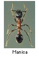 Manica