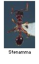 Stenamma