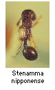 Stenamma nipponense