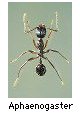 Aphaenogaster