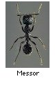 Messor