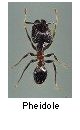 Pheidole