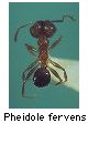 Pheidole fervens