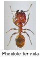 Pheidole fervida
