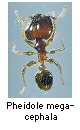 Pheidole megacephala