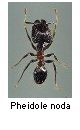 Pheidole noda