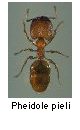 Pheidole pieli