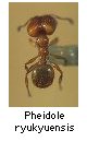 Pheidole ryukyuensis