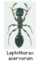 Leptothorax acervorum