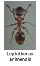 Leptothorax arimensis