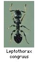 Leptothorax congruus