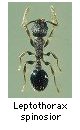 Leptothorax spinosior