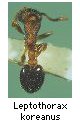 Leptothorax koreanus