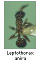 Leptothorax anira