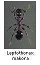 Leptothorax makora