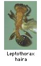 Leptothorax haira
