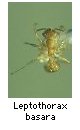 Leptothorax basara