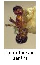 Leptothorax santra