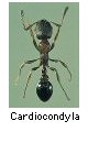 Cardiocondyla