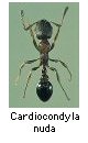 Cardiocondyla nuda