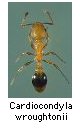 Cardiocondyla wroughtonii