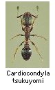 Cardiocondyla tsukuyomi