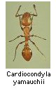 Cardiocondyla yamauchii
