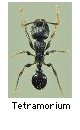 Tetramorium