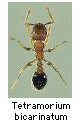 Tetramorium bicarinatum