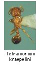 Tetramorium kraepelini