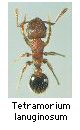 Tetramorium lanuginosum