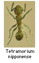 Tetramorium nipponense
