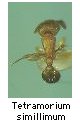 Tetramorium simillimum