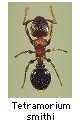 Tetramorium smithi