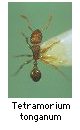 Tetramorium tonganum