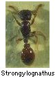 Strongylognathus