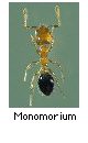 Monomorium