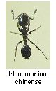 Monomorium chinense