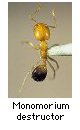 Monomorium destructor