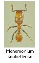 Monomorium sechellense