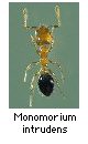 Monomorium intrudens