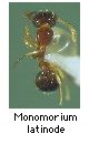 Monomorium latinode