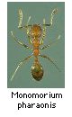 Monomorium pharaonis