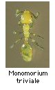 Monomorium triviale