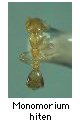 Monomorium hiten