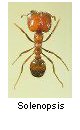 Solenopsis