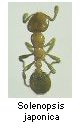 Solenopsis japonica
