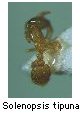 Solenopsis tipuna